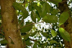 Syzygium tierneyanum