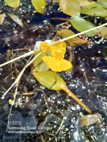 Utricularia australis iNat (1)