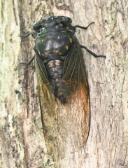 Cryptotympana mandarina