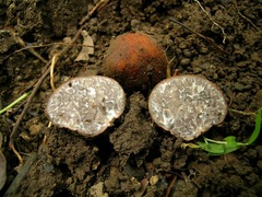 Tuber tomentosum