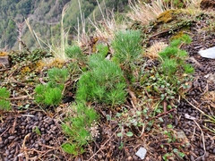 Artemisia morrisonensis
