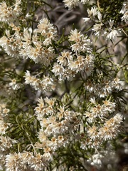 Cassinia arcuata
