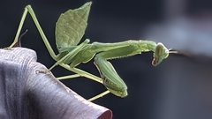 Stagmomantis