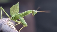 Stagmomantis