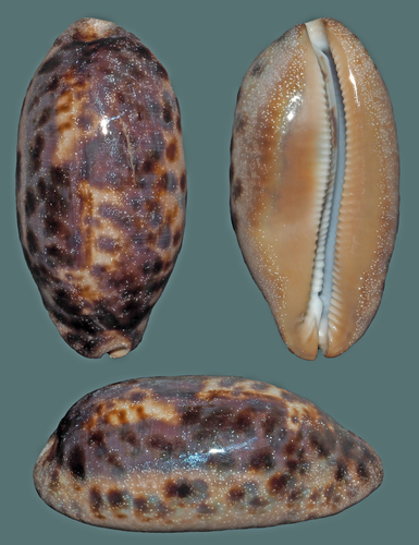 Cypraea testudinaria observed 2013-06-02