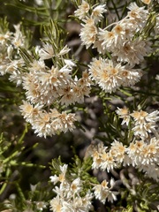 Cassinia arcuata