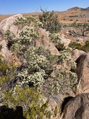 Cassinia arcuata