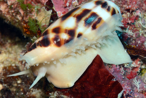 Cypraea testudinaria observed 2016-02-08