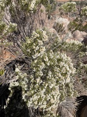 Cassinia arcuata