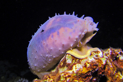 Cypraea testudinaria observed 2016-11-10