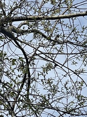 Pipilo erythrophthalmus