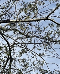 Pipilo erythrophthalmus