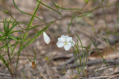 Stylisma pickeringii