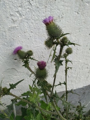 Cirsium vulgare