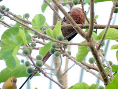 Urocolius indicus lacteifrons