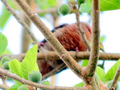 Urocolius indicus lacteifrons