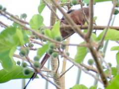 Urocolius indicus lacteifrons