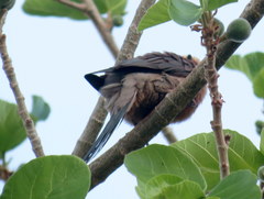 Urocolius indicus lacteifrons