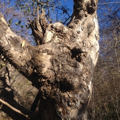 Sideroxylon tepicense