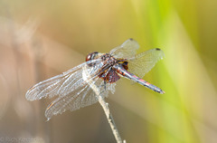 Celithemis ornata