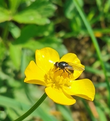 Syrphidae