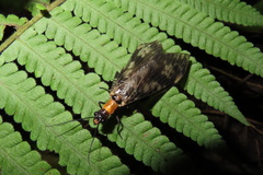 Neochauliodes sinensis