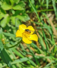 Syrphidae