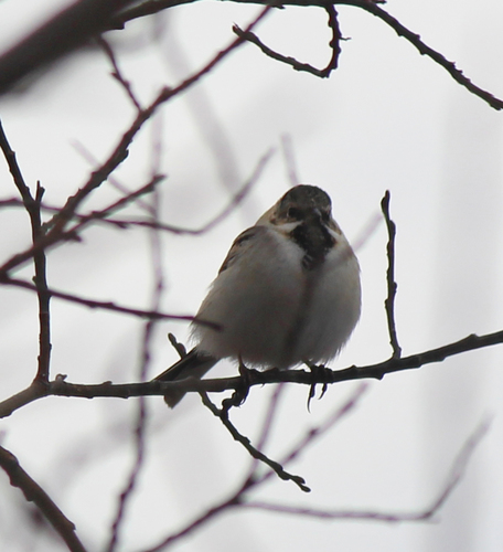 Pallas's Reed Bunting (Emberiza pallasi), photo 10