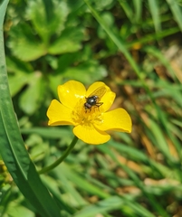 Syrphidae