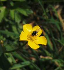 Syrphidae
