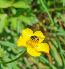Syrphidae