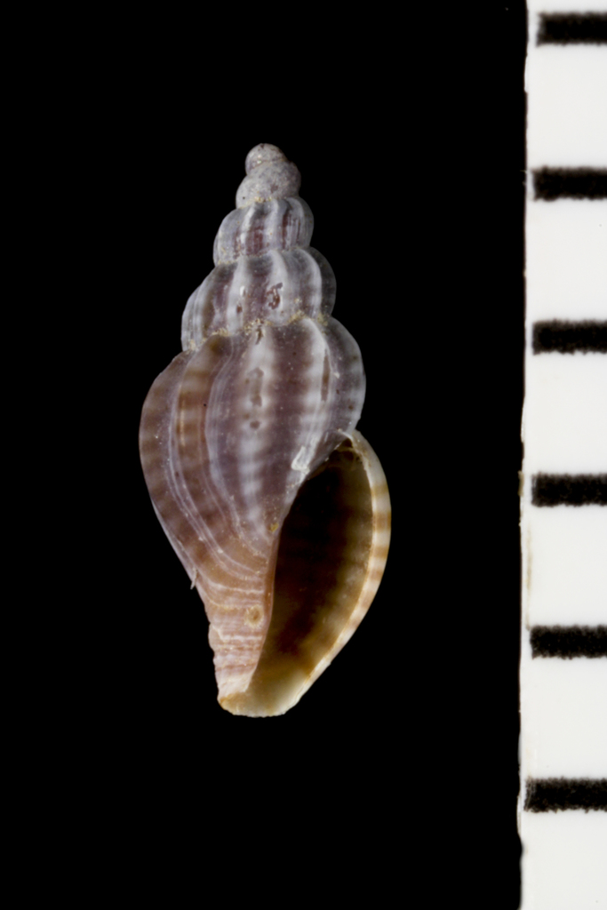 Mangelia multilineolata
