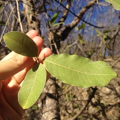 Sideroxylon tepicense