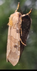 Halysidota underwoodi