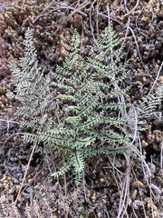 Pellaea mucronata