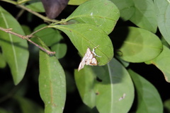 Cirrhochrista kosemponialis