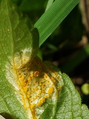 Melampsora rostrupii