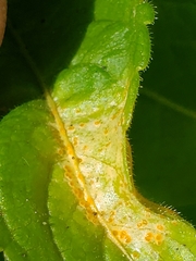 Melampsora rostrupii