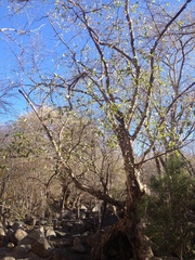 Sideroxylon tepicense