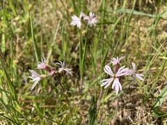 Lithophragma parviflorum parviflorum