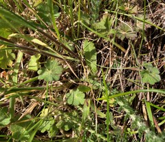 Lithophragma parviflorum parviflorum