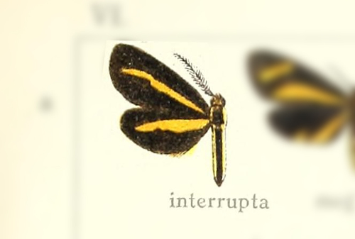 Josia interrupta