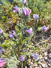 Echium judaeum