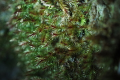 Orthothecium rufescens