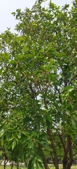 Madhuca longifolia