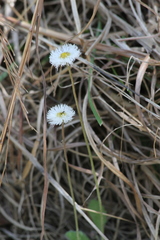 Erigeron procumbens