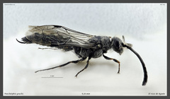 Poecilotiphia gracilis