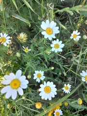 Anthemis pseudocotula