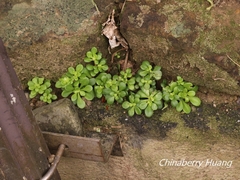 Sedum formosanum