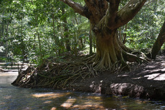 Syzygium tierneyanum